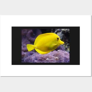 YELLOW REEF FISH IN ALL IT'S GLORY IN THE BLUE OCEAN DESIGN Posters and Art